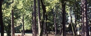 Les grands arbres du parc de la Commune de Paris en août 1989 (ph. Schuller-AMV)