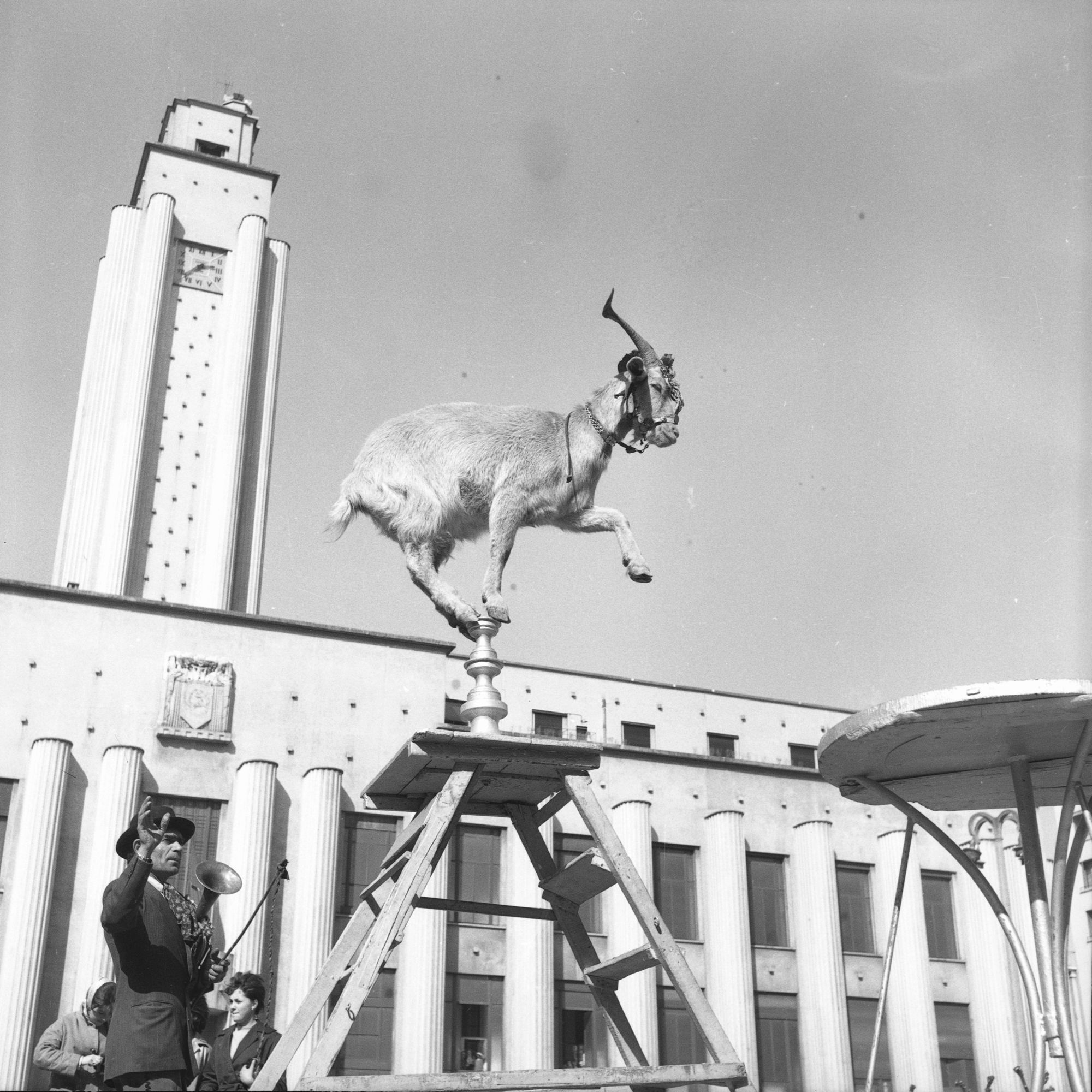 Marcelle Vallet, [La chèvre Marguerite en représentation devant la mairie de Villeurbanne].  Bibliothèque municipale de Lyon, P0701 006BIS N2350.