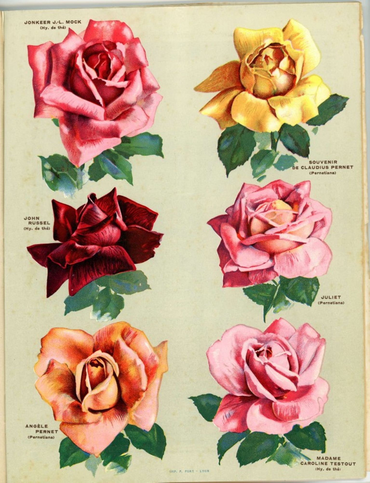 extrait du catalogue Léonard Lille, grainetier villeurbannais